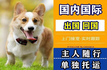 德州市宠物托运公司德州市宠物托运公司德州市宠物托运公司